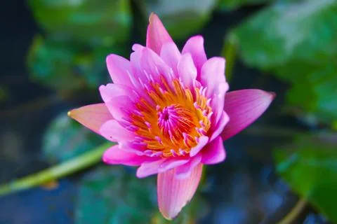 Lotus Stock Photos