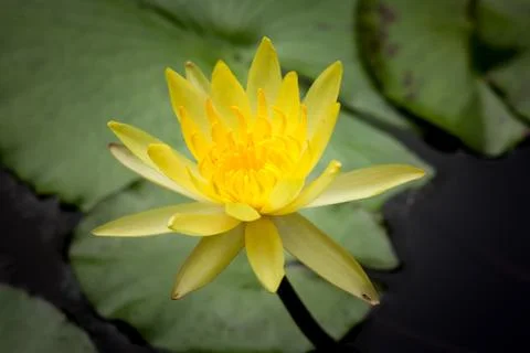 Lotus Stock Photos