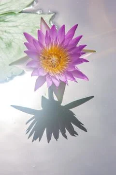 Lotus Stock Photos