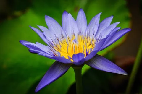 The Lotus Foto stock