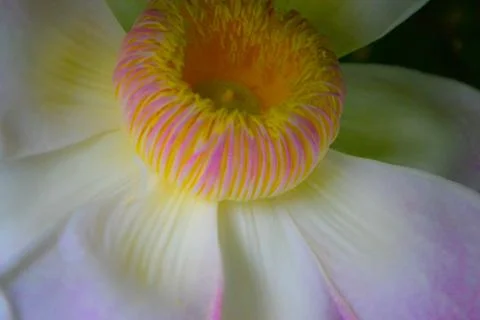 Lotus Stock Photos