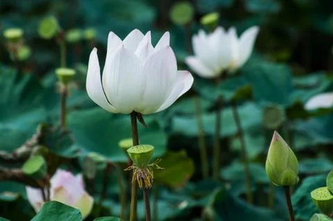 Lotus Stock Photos