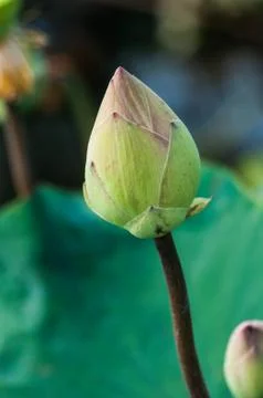 Lotus Stock Photos