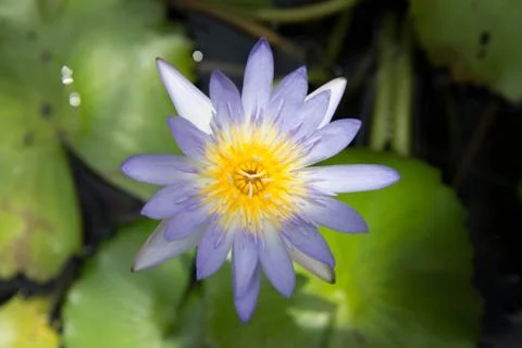 Lotus Stock Photos
