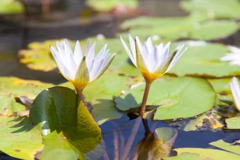 Lotus Stock Photos