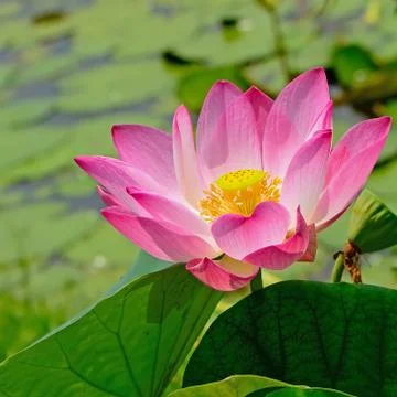 Lotus Stock Photos