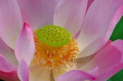 Lotus Stock Photos