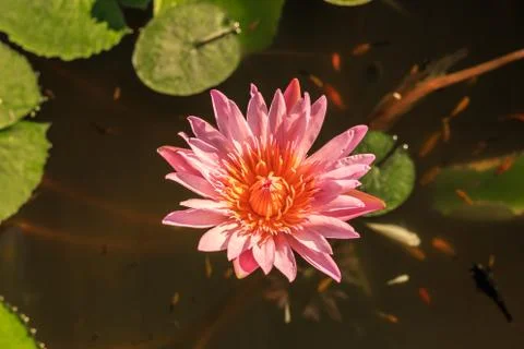 Lotus Stock Photos