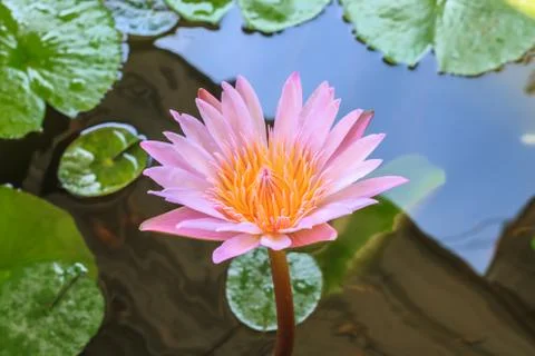 Lotus Stock Photos