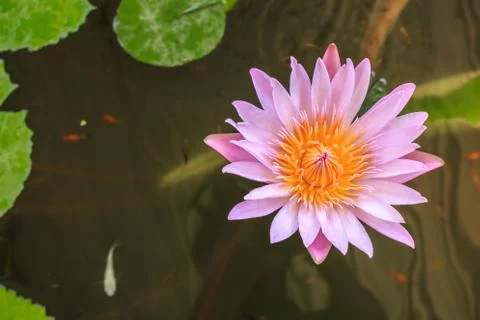 Lotus Stock Photos