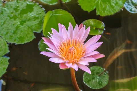 Lotus Stock Photos