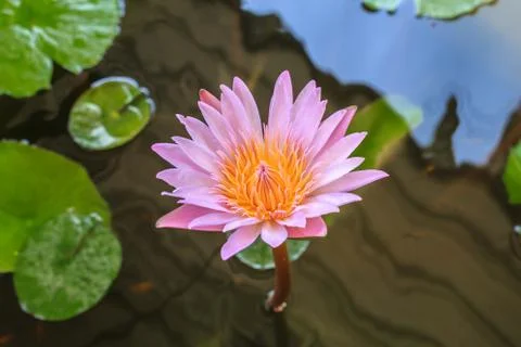 Lotus Stock Photos