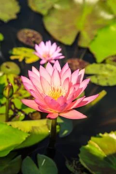 Lotus Stock Photos