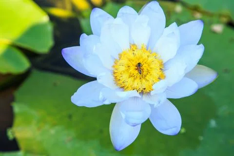 Lotus Stock Photos