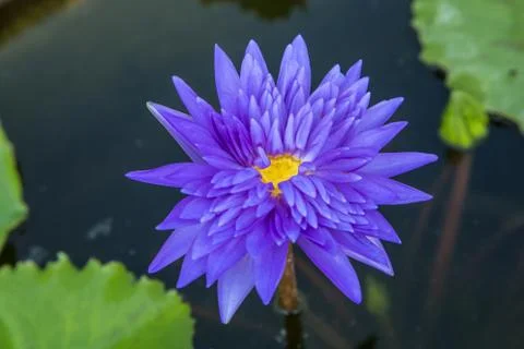 Lotus Stock Photos