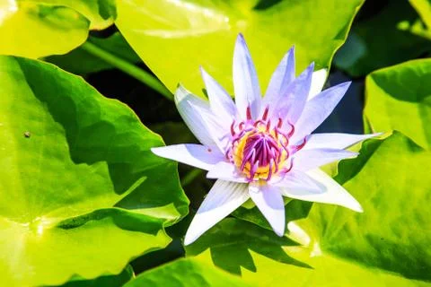Lotus Stock Photos
