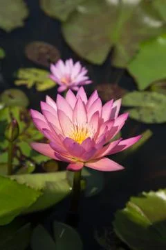 Lotus Stock Photos