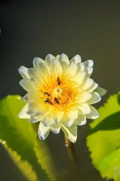 Lotus Stock Photos
