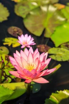 Lotus Stock Photos