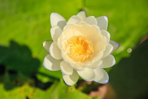 Lotus Stock Photos
