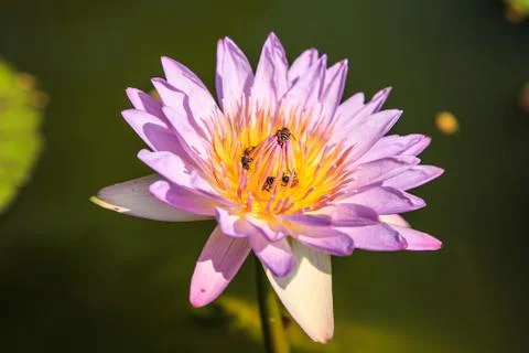 Lotus Stock Photos