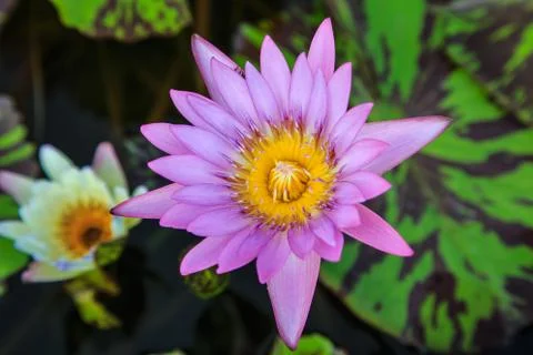 Lotus Stock Photos