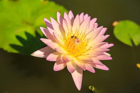 Lotus Stock Photos