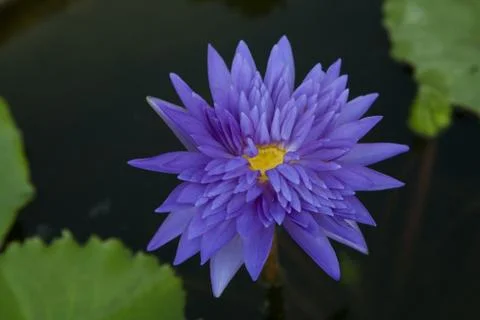 Lotus Stock Photos