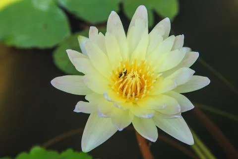 Lotus Stock Photos