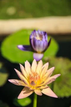 Lotus Stock Photos