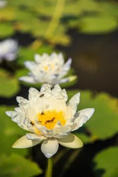 Lotus Stock Photos