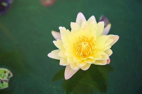 Lotus Stock Photos