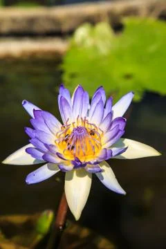 Lotus Stock Photos