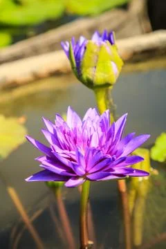 Lotus Stock Photos