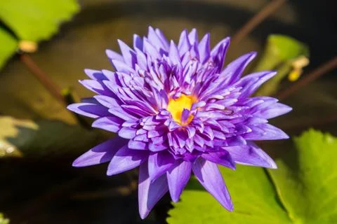 Lotus Stock Photos