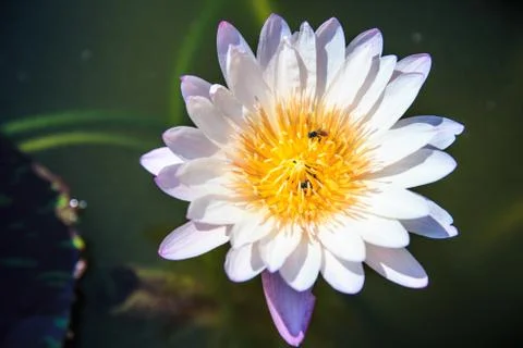 Lotus Stock Photos
