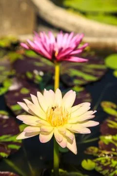 Lotus Stock Photos