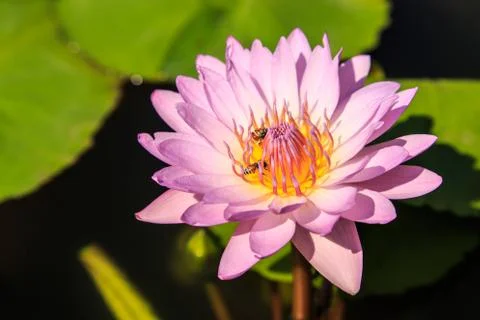 Lotus Stock Photos
