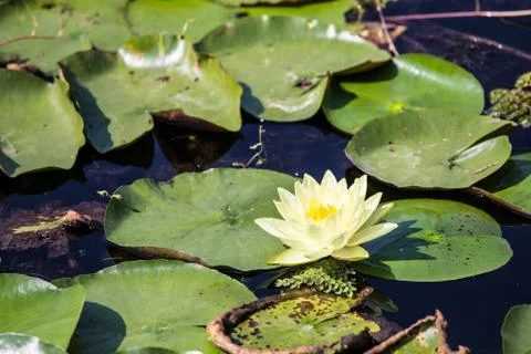 Lotus Stock Photos