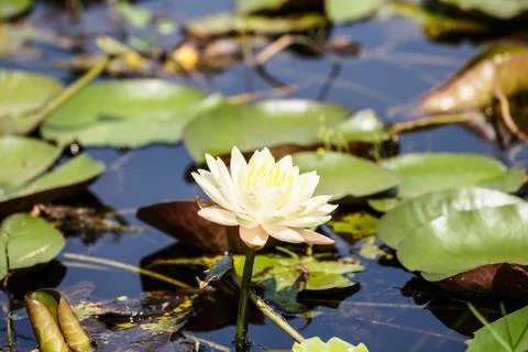 Lotus Stock Photos