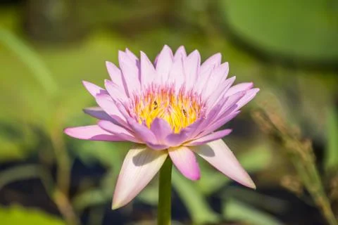 Lotus Stock Photos