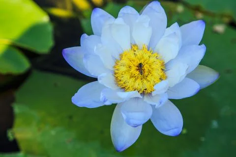 Lotus Stock Photos