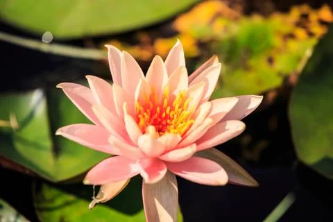 Lotus Stock Photos