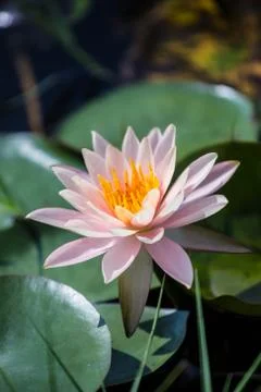 Lotus Stock Photos