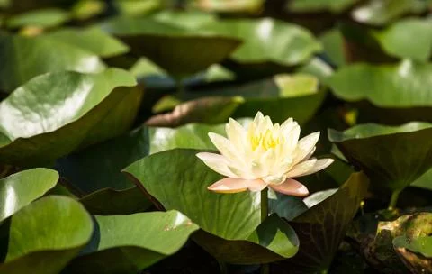 Lotus Stock Photos