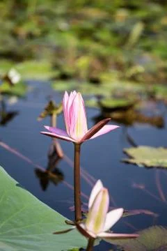 Lotus Stock Photos