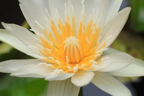 Lotus Stock Photos