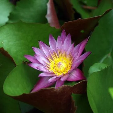 Lotus Stock Photos