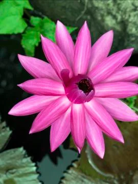 Lotus. 스톡 사진
