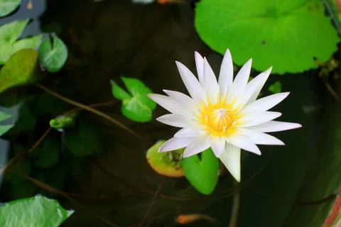 Lotus Stock Photos